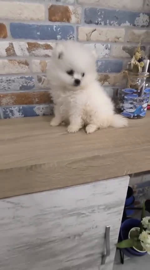 Pomerania perros en venta: pomerania macho toy blanco - Video 1
