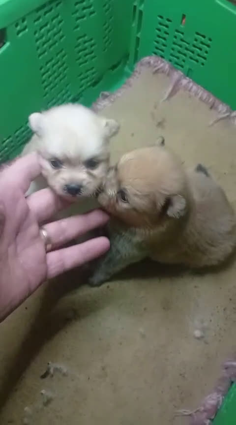 Pomerania perros en venta: LULU POMERANIA MINIS - Video 1