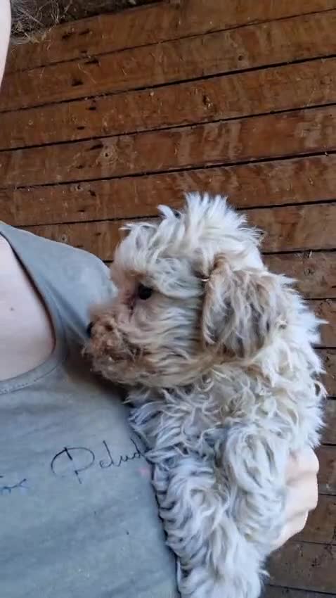 Maltipoo perros en venta: Maltipoo macho  - Video 1