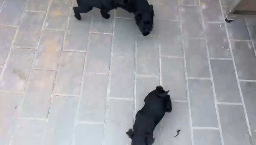Schnauzer Miniatura perros en venta: Schnauzer miniatura - Video 2
