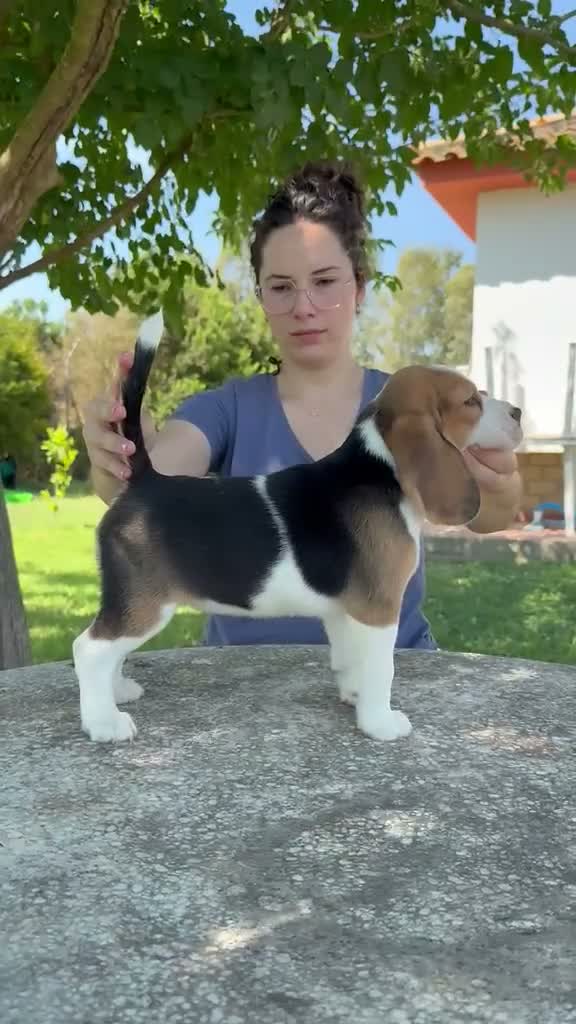 Beagle perros en venta: Cachorros beagle hembra tricolor - Video 2