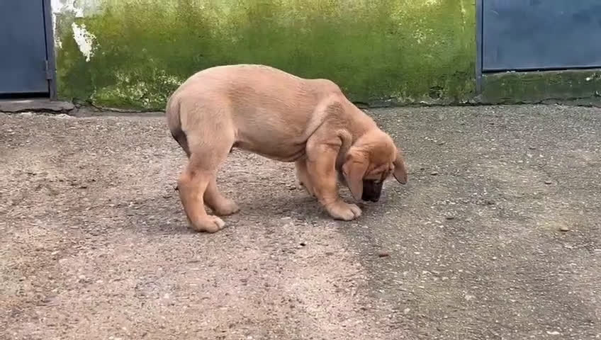 Mastín Español perros en venta: Mastín Español - Video 2