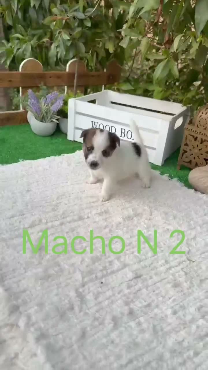 Jack Russell Terrier perros en venta: Jack Russell preciosos cachorros disponibles  - Video 4