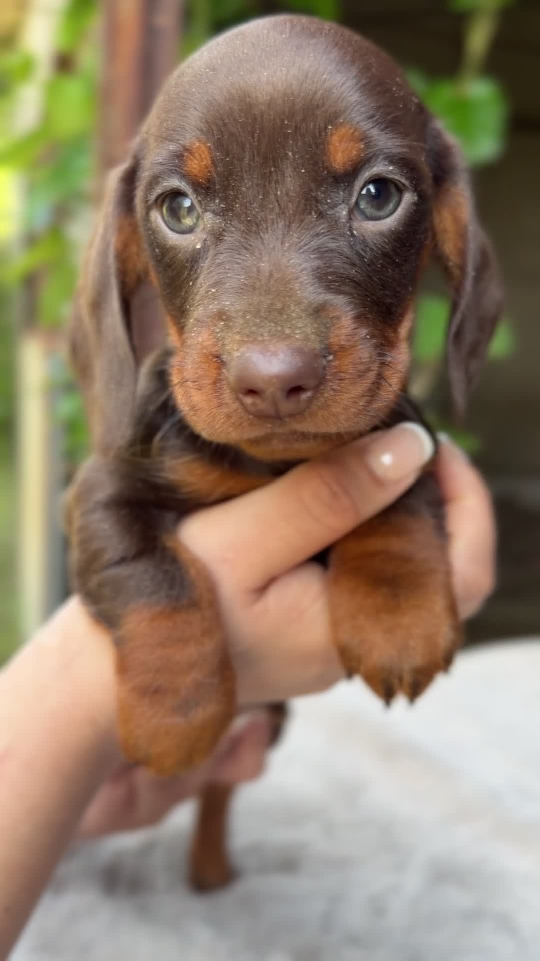 Teckel Miniatura perros en venta: Teckel mini chocolate  - Video 1