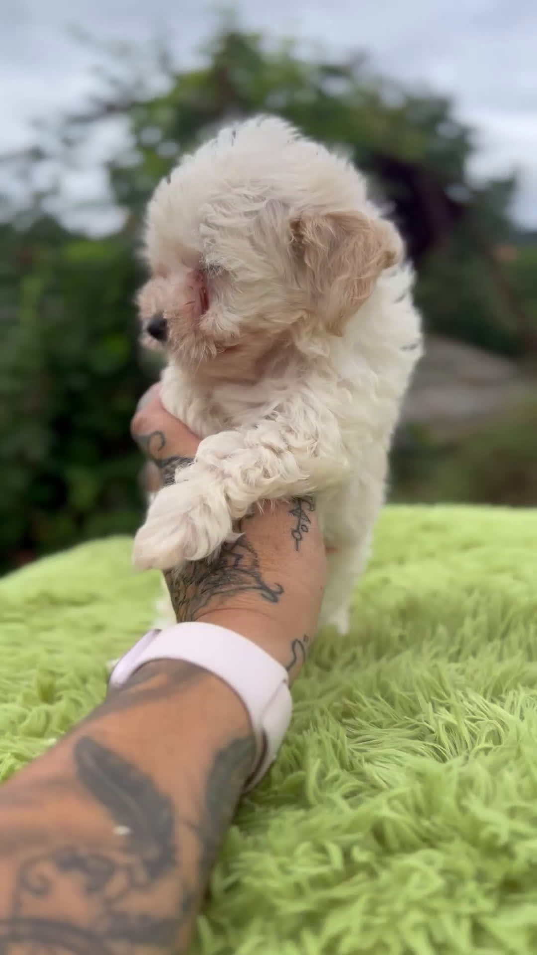 Maltipoo perros en venta: Maltipoo microtoy  - Video 1