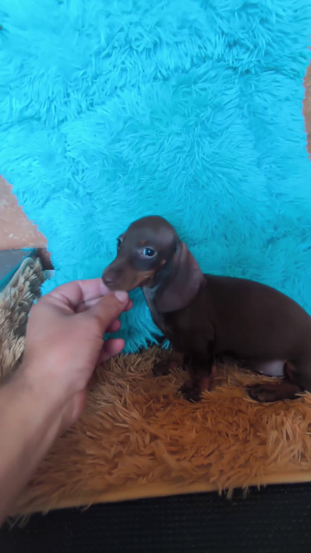 Teckel perros en venta: Teckel kaninchen hembra  - Video 1