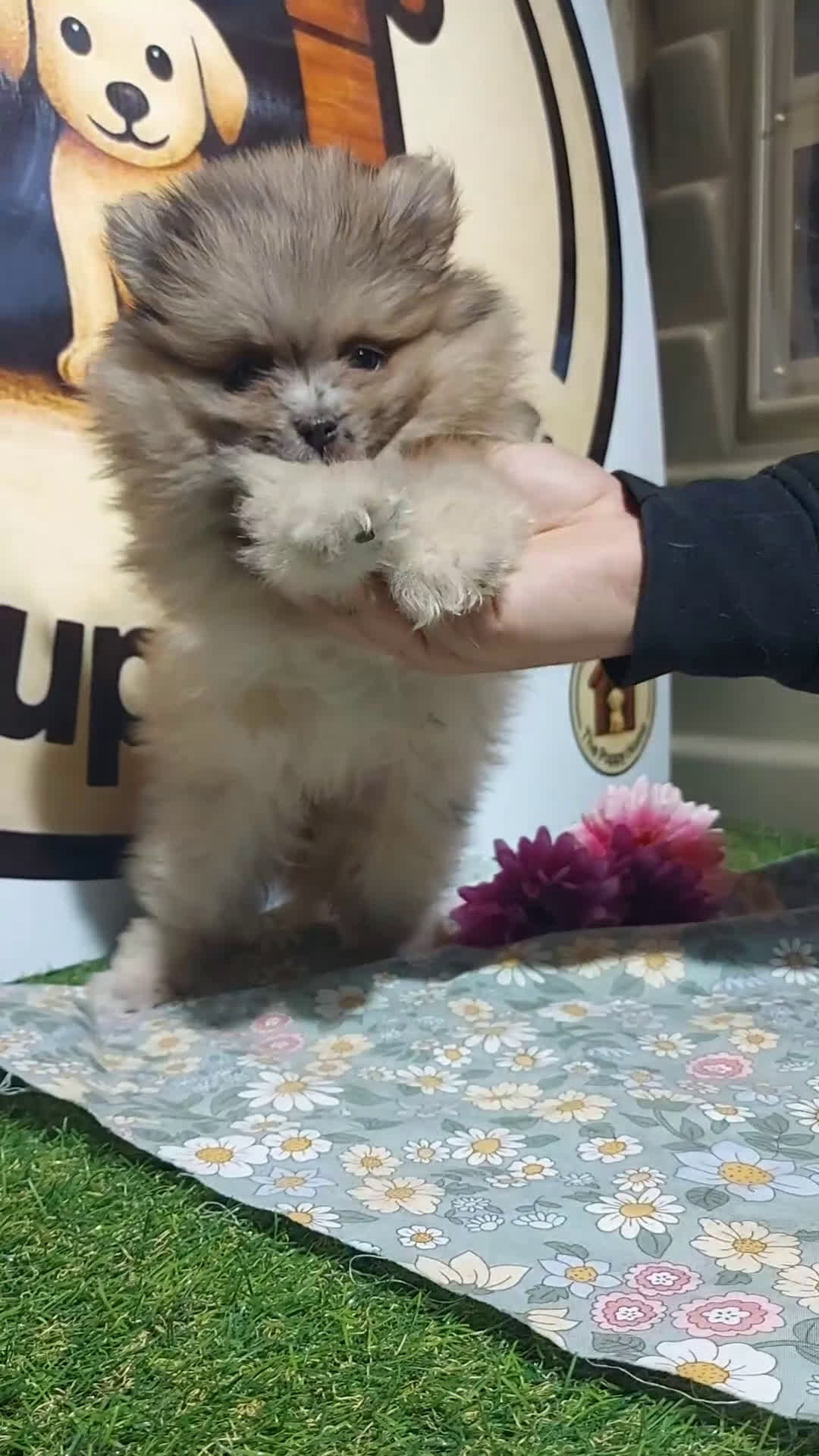 Pomerania perros en venta: POMERANIA - Video 1