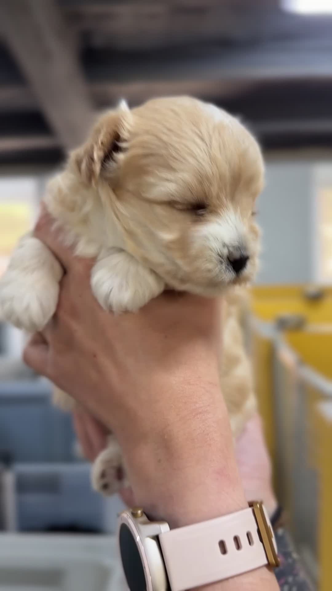 Maltipoo perros en venta: Maltipoo hembra Apricot  - Video 1