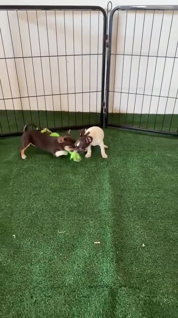 Chihuahua perros en venta: Chihuahuas  - Video 1