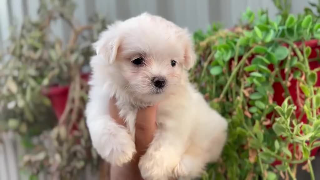 Bichón Maltés perros en venta: Bichón maltés - Video 3