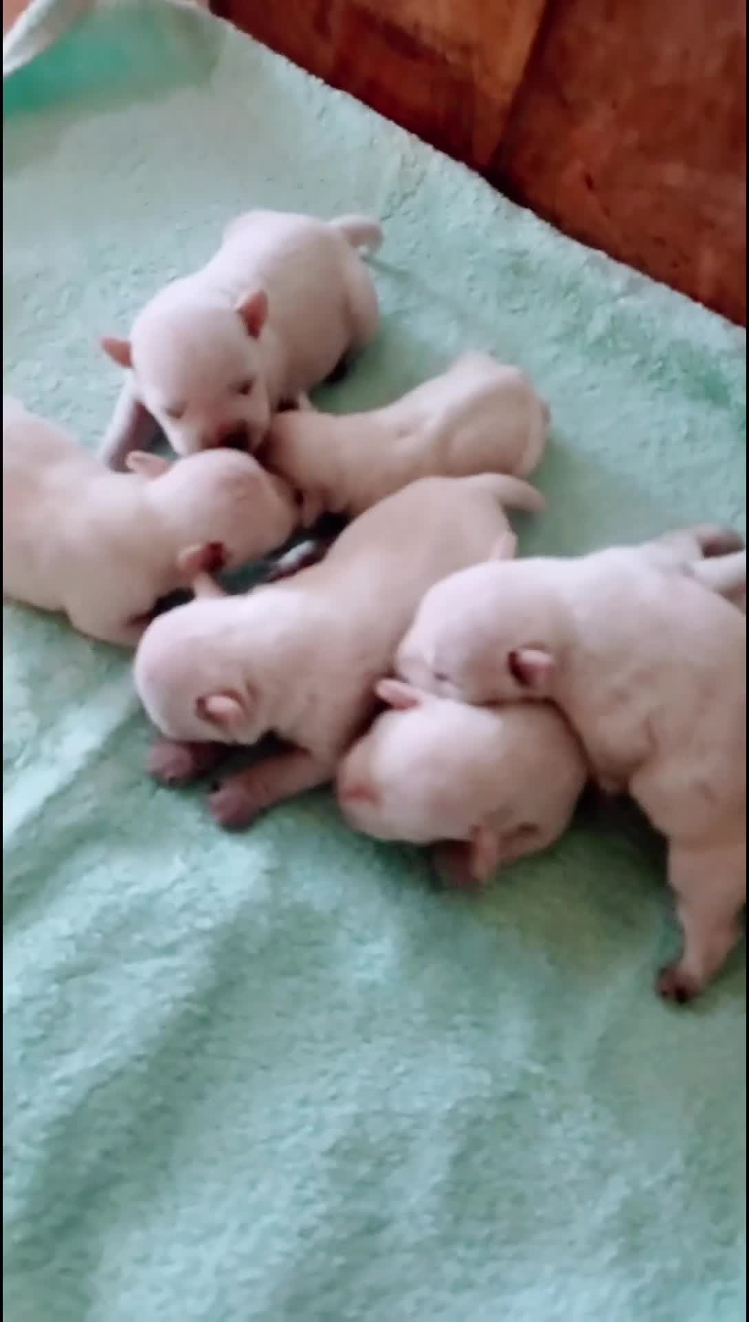 Schnauzer Miniatura perros en venta: Schnauzer mini blanco  - Video 1