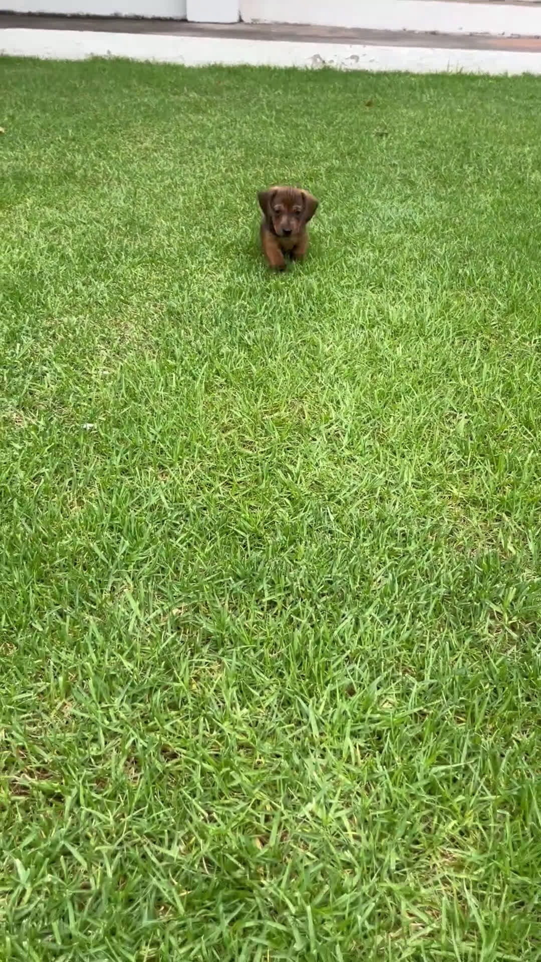 Teckel Miniatura perros en venta: Impresionante Teckel miniatura 601144783 - Video 2