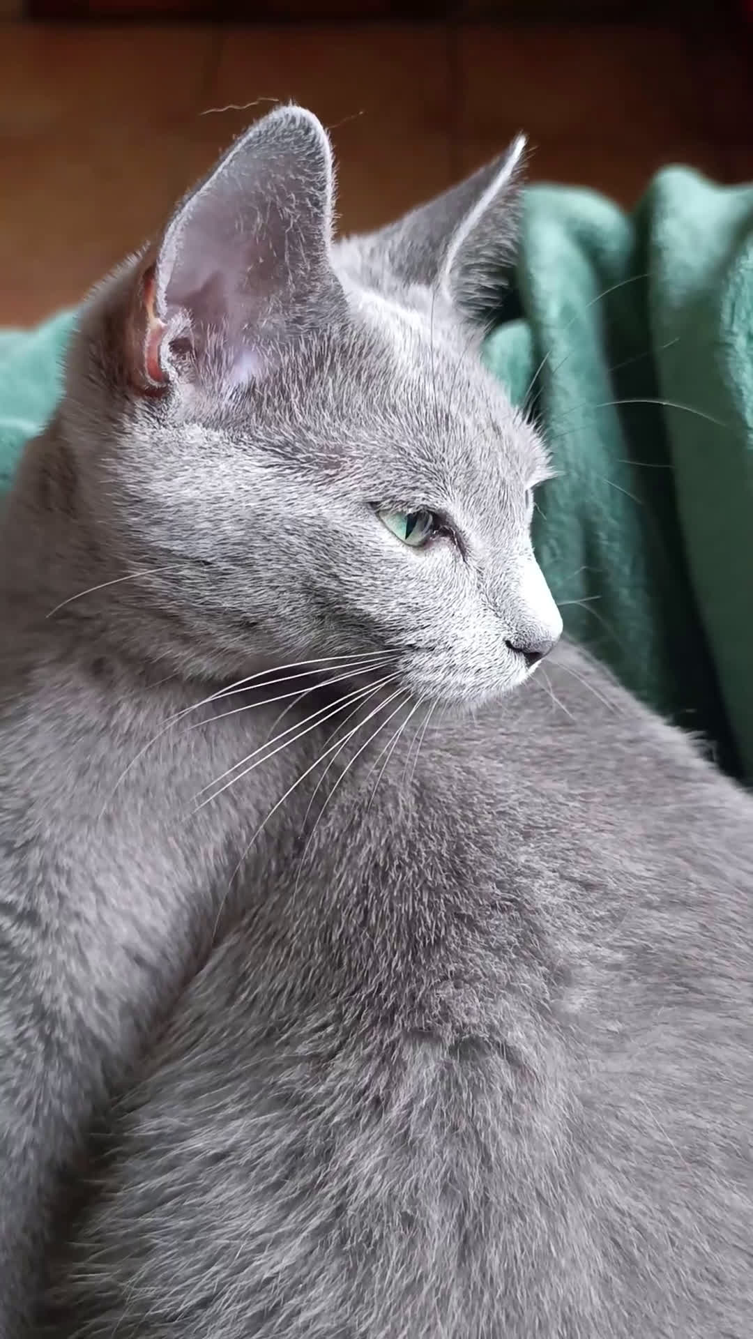 Azul Ruso gatos en venta: Cachorros azul ruso - Video 3