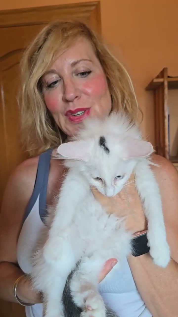 Bosque de Noruega gatos en venta: Bosques de Noruega  - Video 2