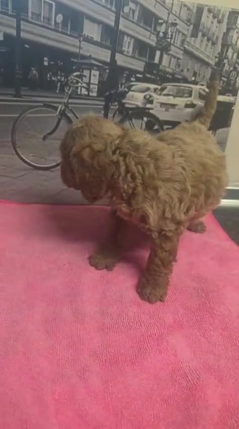 Caniche Toy perros en venta: Caniche Toy - Video 1