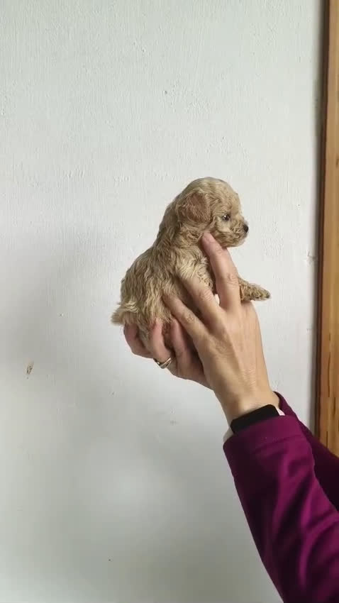 Maltipoo perros en venta: MALTIPOO TOYS - Video 2