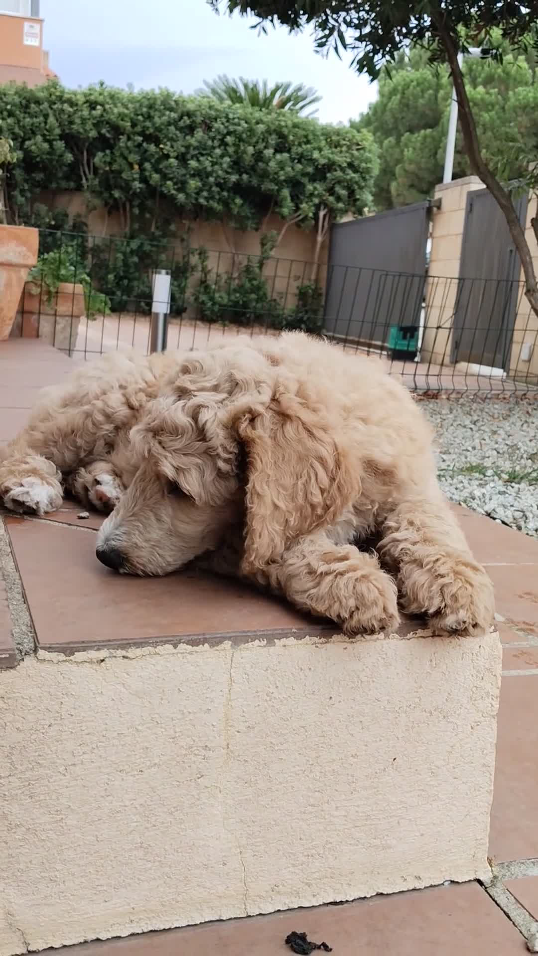 Caniche Gigante perros en venta: Caniche gigante - Video 1
