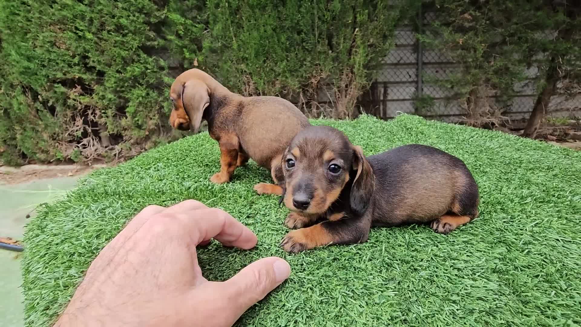 Teckel perros en venta: Teckel  kanichem...OFERTA  - Video 2