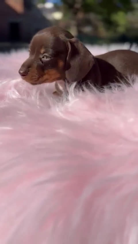 Teckel Miniatura perros en venta: Teckel mini chocolate  - Video 1