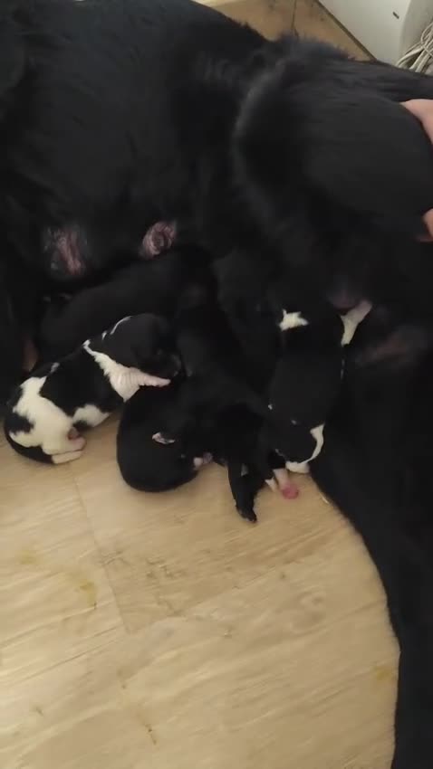 Terranova perros en venta: Terranova 641387649 - Video 2