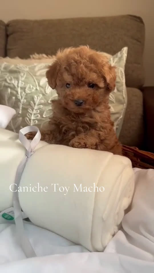 Caniche Toy perros en venta: Caniche Toy macho disponible  - Video 1