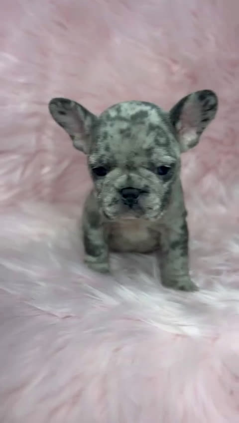 Bulldog Francés perros en venta: Bulldog merle  en Barcelona - Video 1