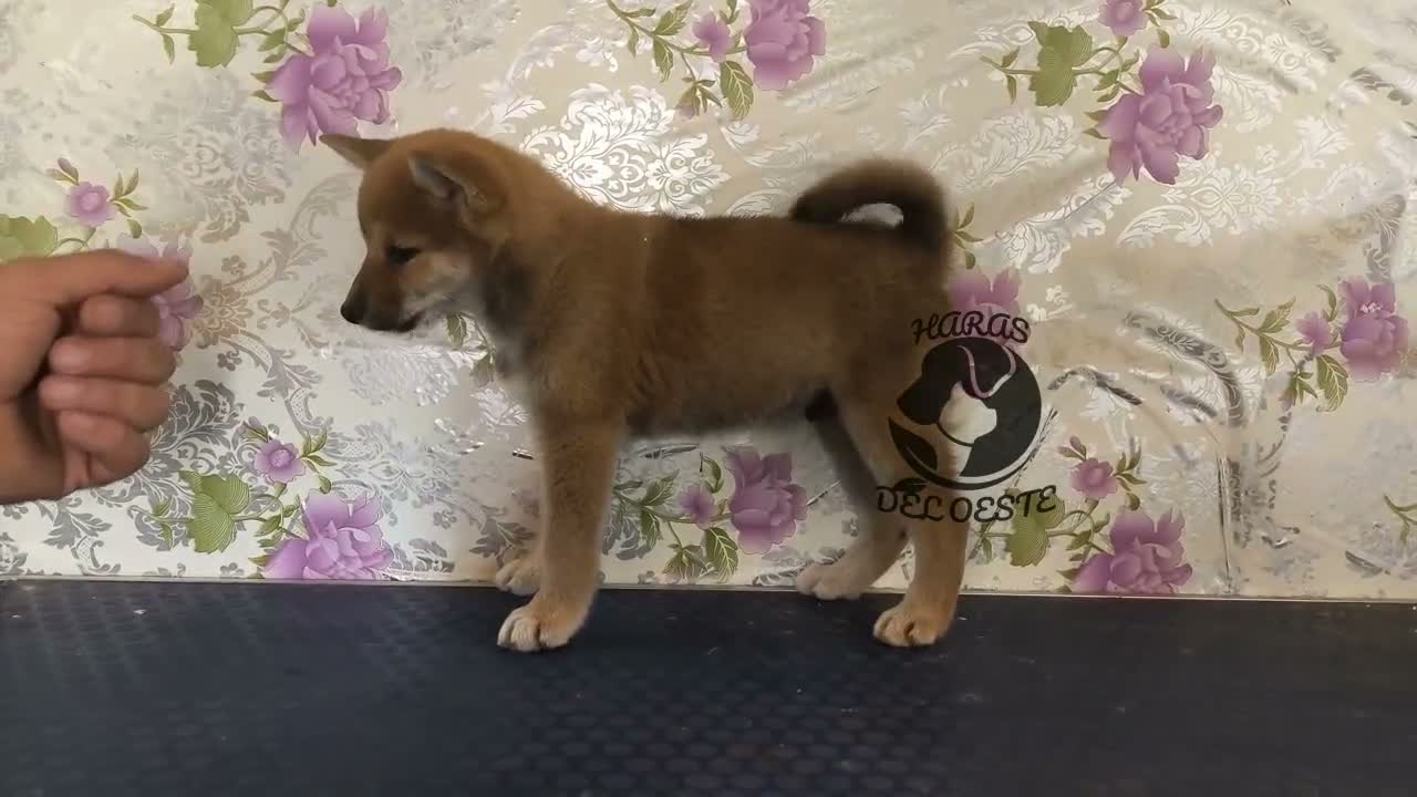 Shiba Inu perros en venta: Shiba inu - Video 1