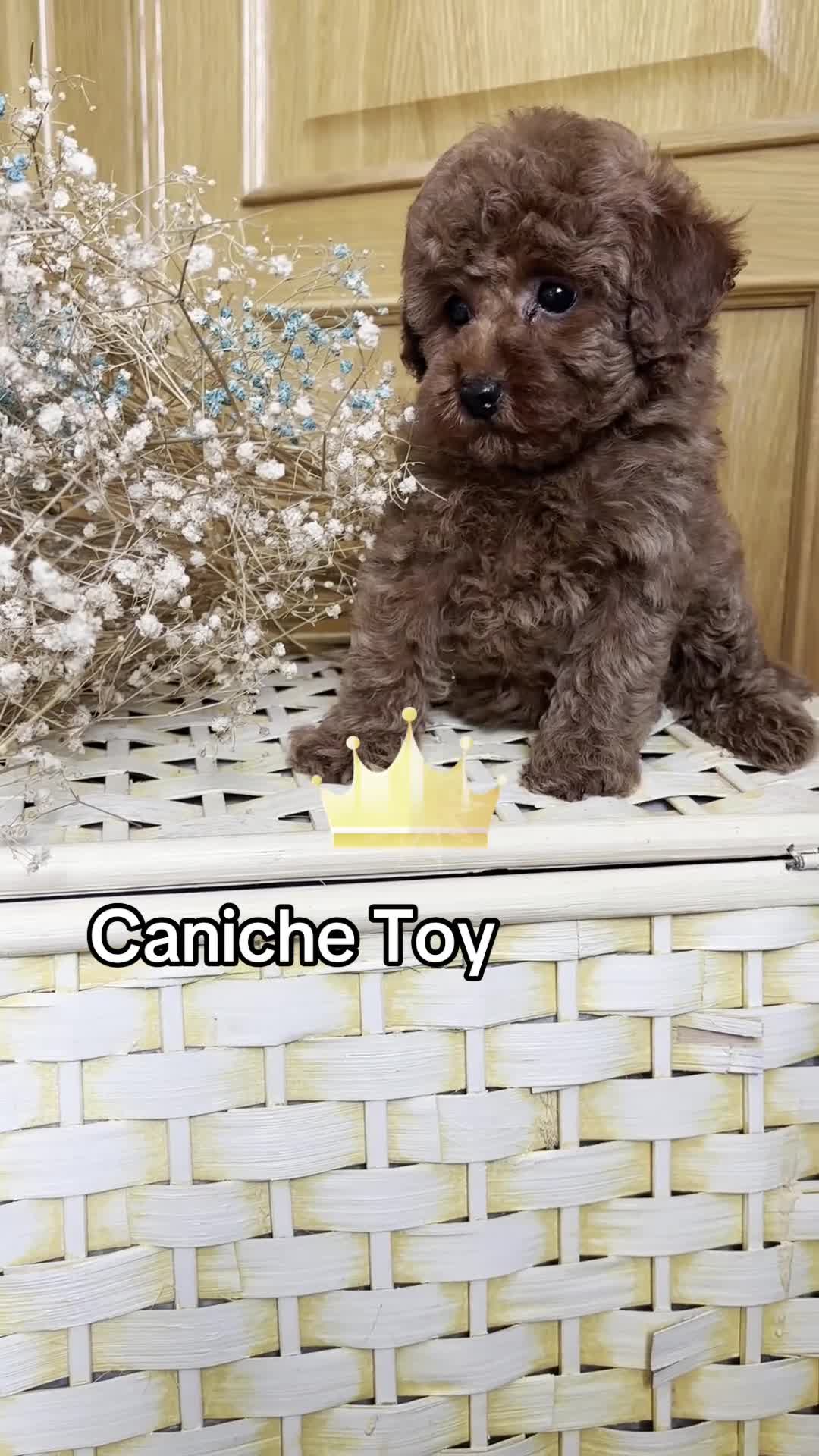 Caniche Toy perros en venta: Caniche Toy muy bonitos  - Video 1
