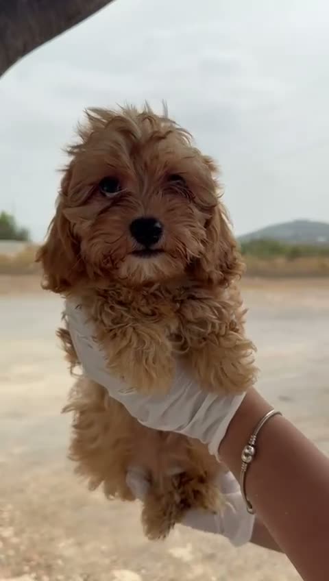 Cavapoo perros en venta: CAVAPOO MACHO - ✅ DISPONIBLE - Video 1