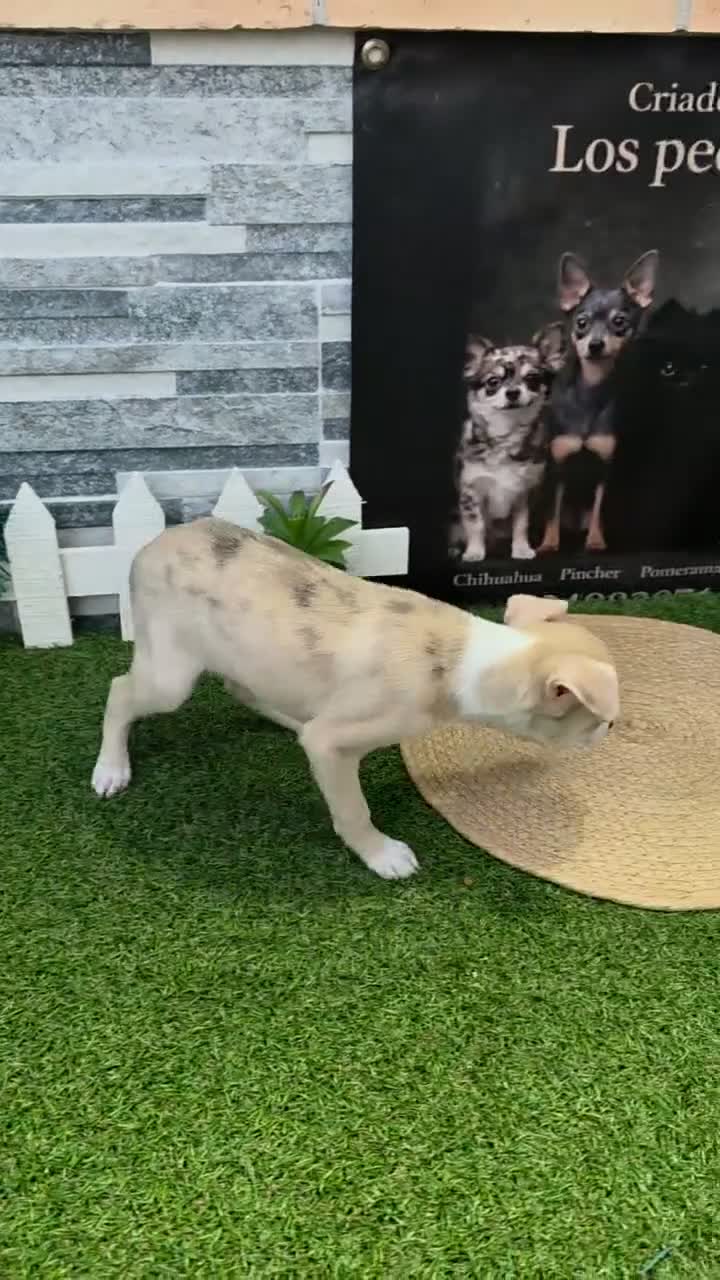 Chihuahua perros en venta: CHIHUAHUA  - Video 1