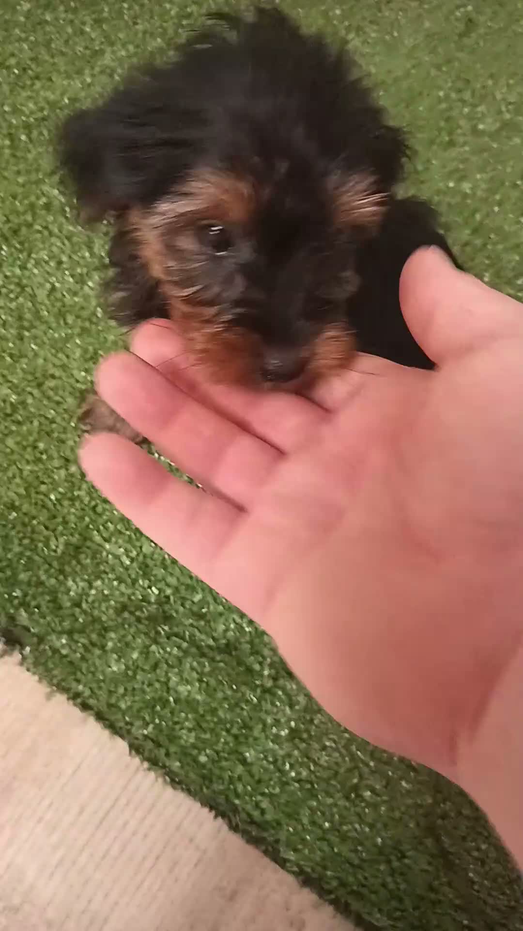 Yorkshire Terrier perros en venta: Yorkshire toy - Video 2