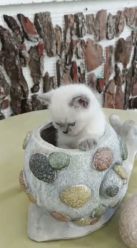 Británico de Pelo Corto gatos en venta: BRITISH SHORTAIR camada de gatitos y gatitas - Video 1