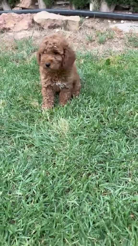 Caniche Enano perros en venta: Caniches Machos Enanos Rojos  - Video 1