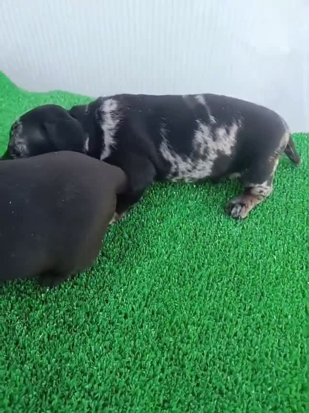 Teckel perros en venta: Teckel kanichen  - Video 2