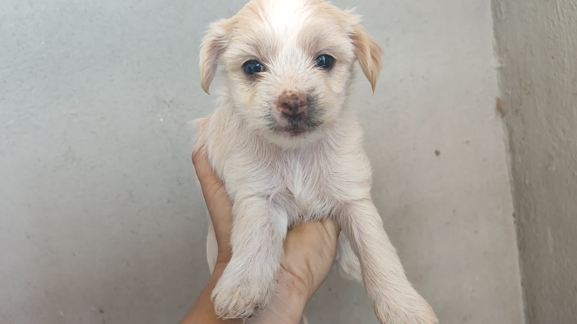 Perro Crestado Chino perros en venta: Maltipoo y crestado chino - Video 3