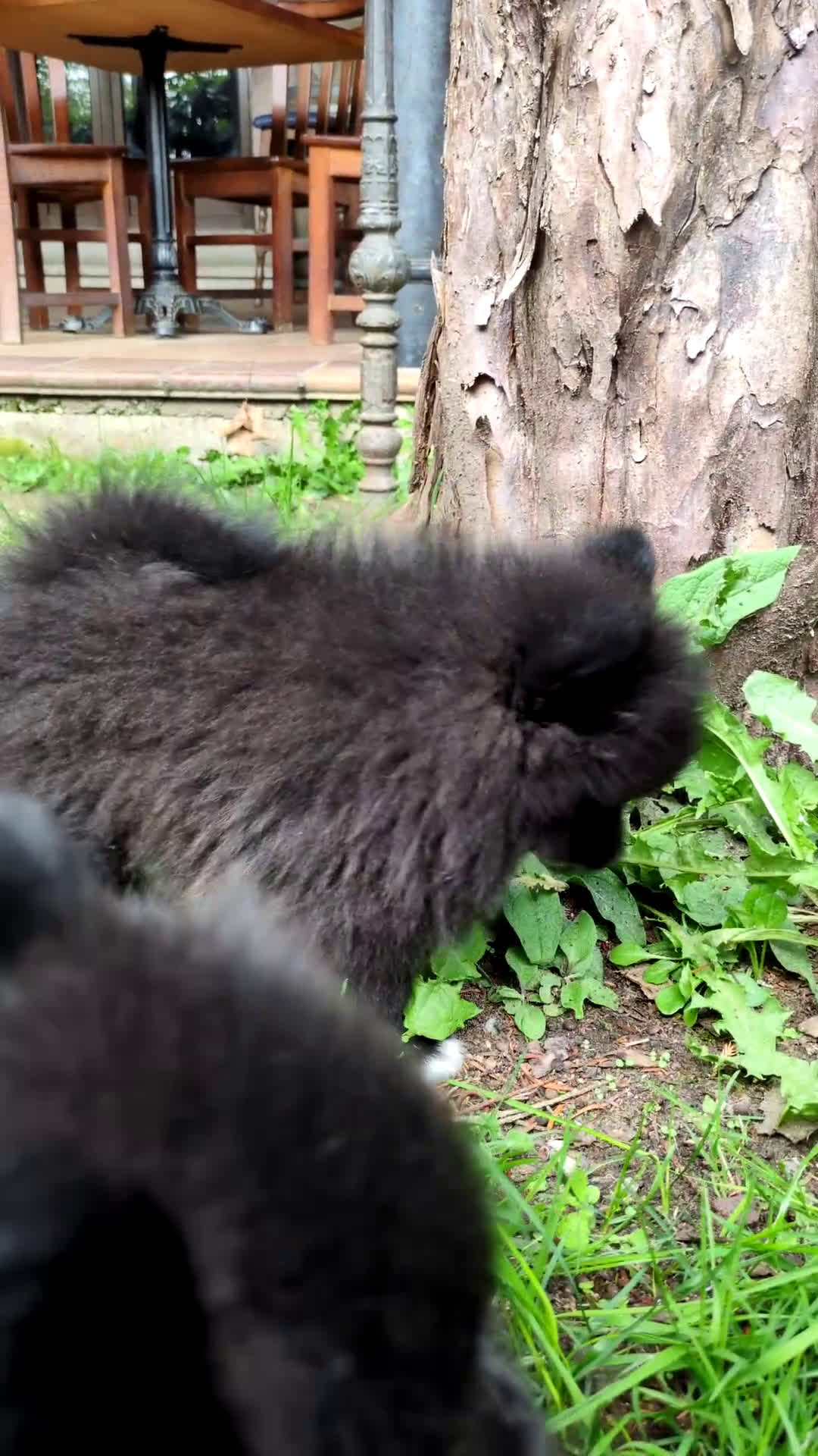 Pomerania perros en venta: Camada de pomerania - Video 1