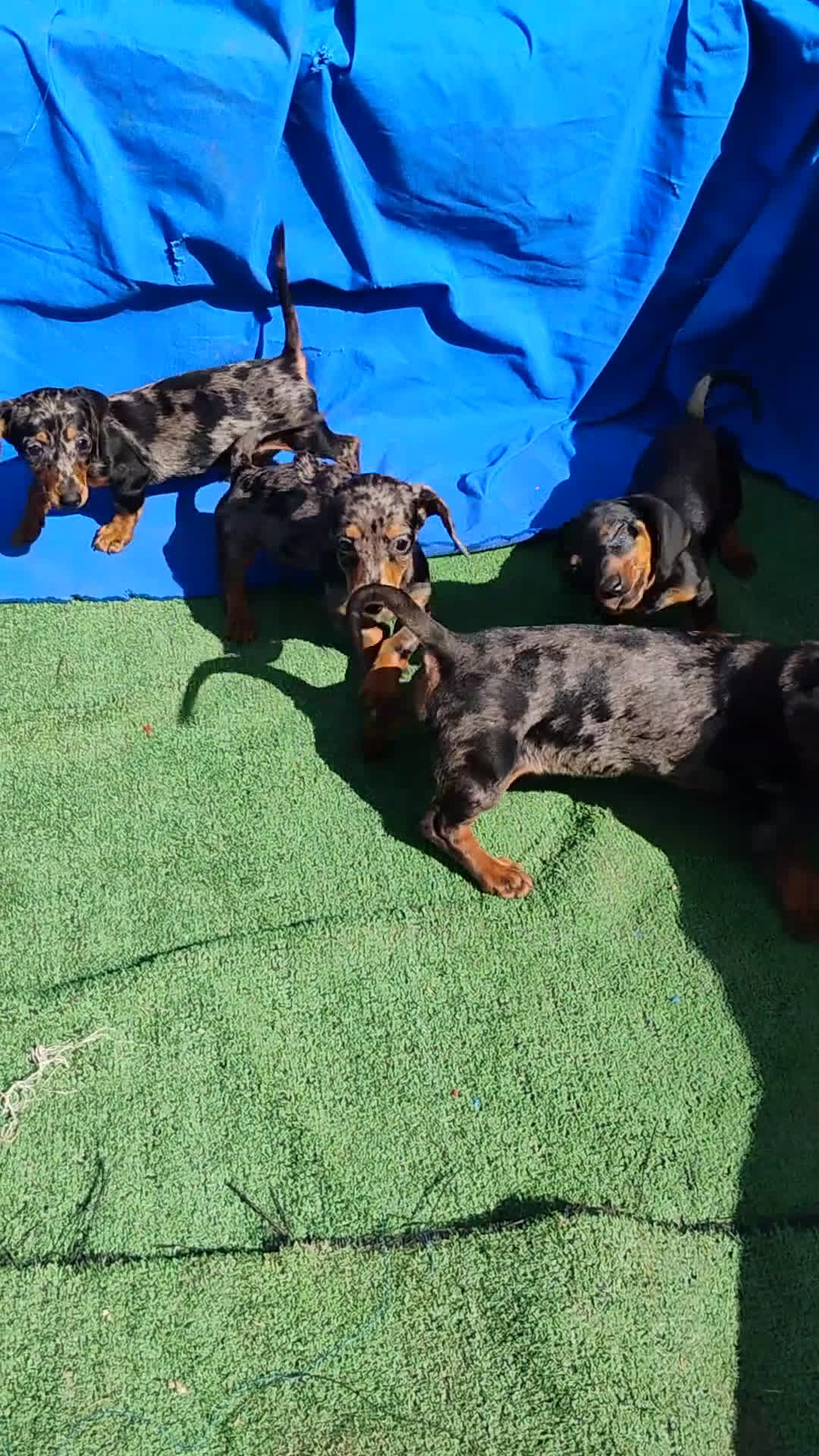 Teckel perros en venta: Hembra teckel arlequín plata miniatura  - Video 1