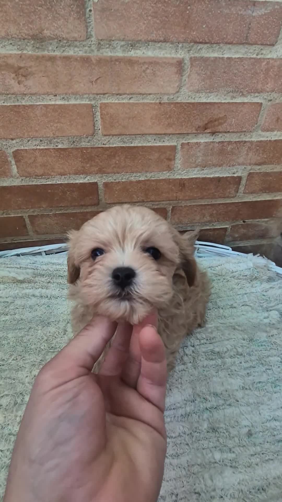 Maltipoo perros en venta: Maltipoo toy  - Video 2