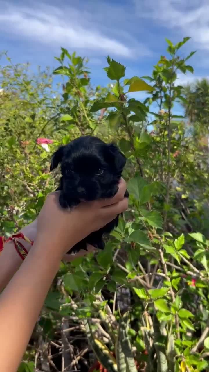 Morkie perros en venta: Morkie  - Video 1
