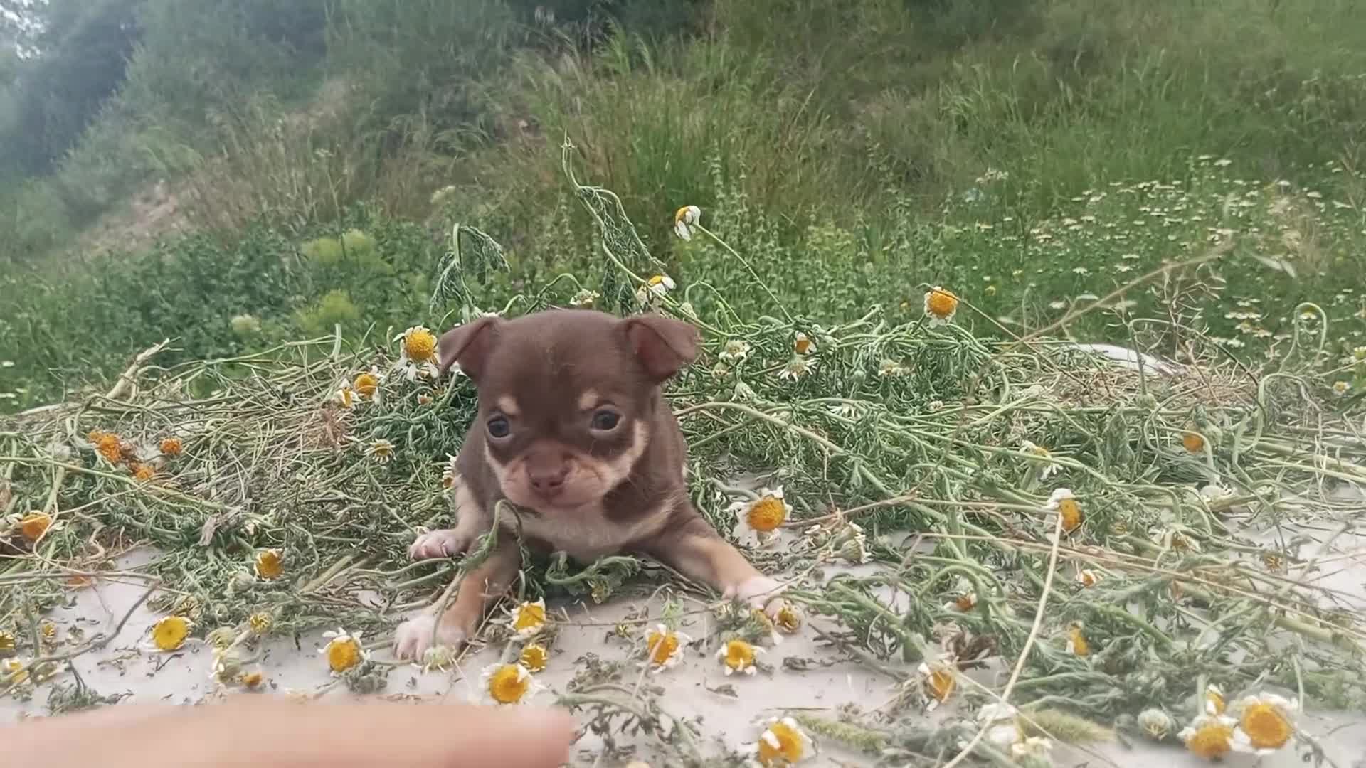 Chihuahua perros en venta: CHIHUAHUAS CABEZA DE MANZANA  - Video 2