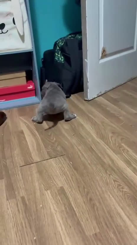 American Bully perros en venta: Hembra American Bully Pocket  - Video 2