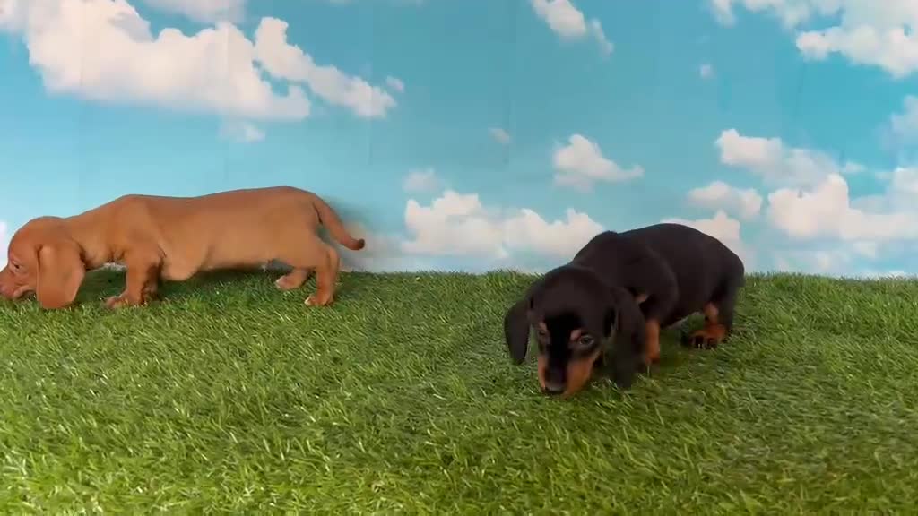 Teckel perros en venta: Machito y hembras de teckel kanichen y miniatura  - Video 3