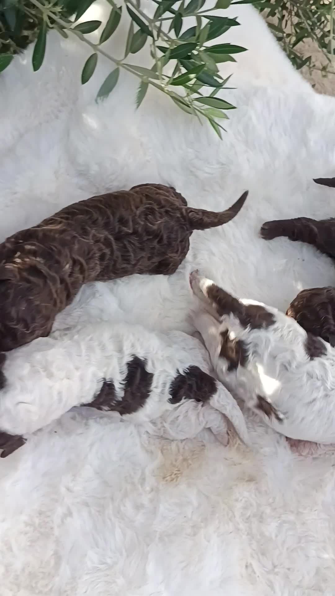 Perro de Agua Español perros en venta: Perro de agua  - Video 1
