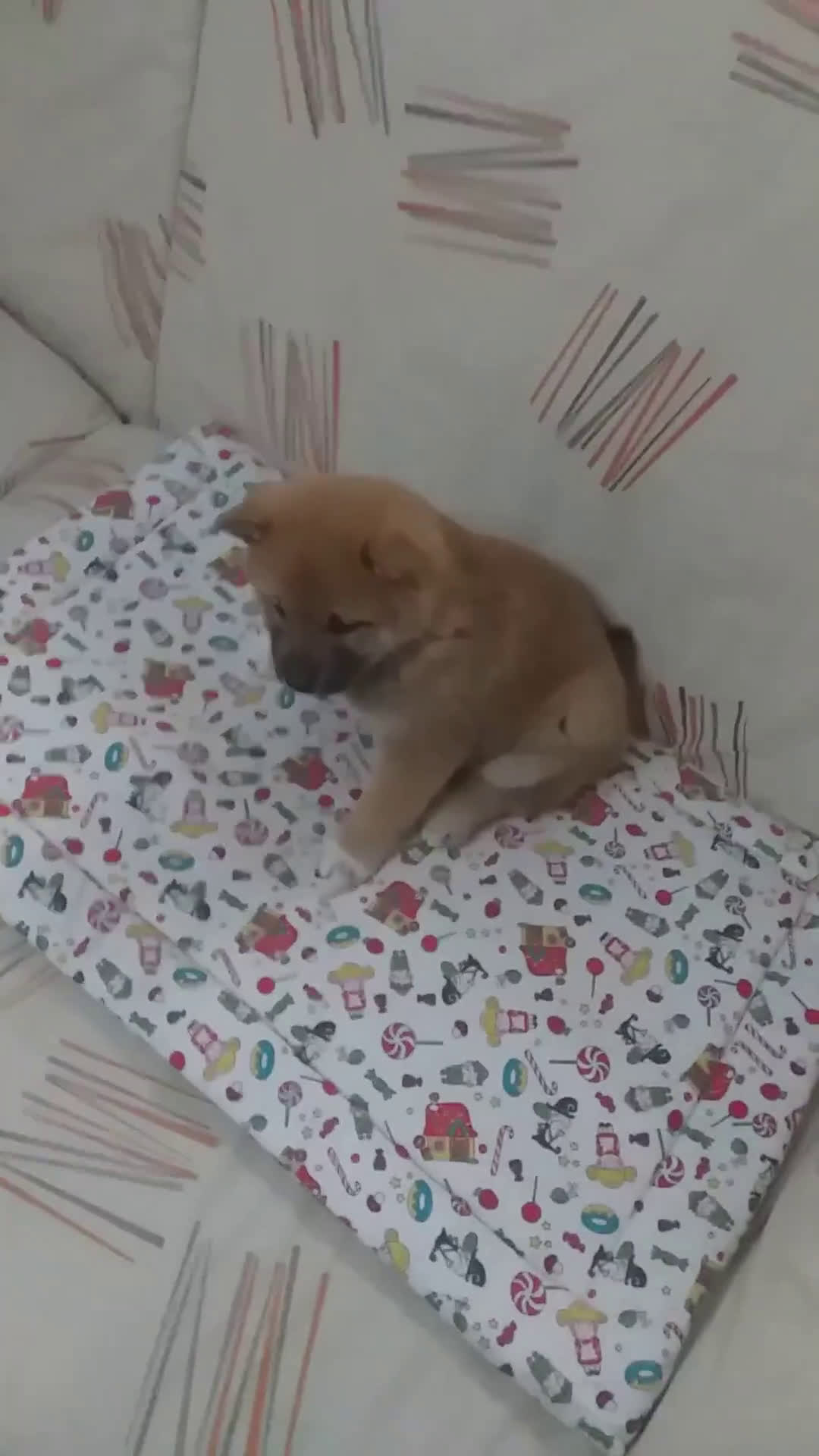 Shiba Inu perros en venta: SHIBA INU - Video 2