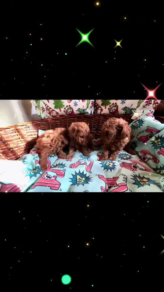 Caniche Toy perros en venta:  Caniche toy rojo  - Video 1