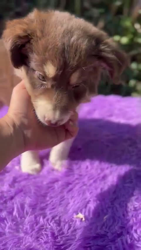 Border Collie perros en venta: Border collie tricolor  - Video 1
