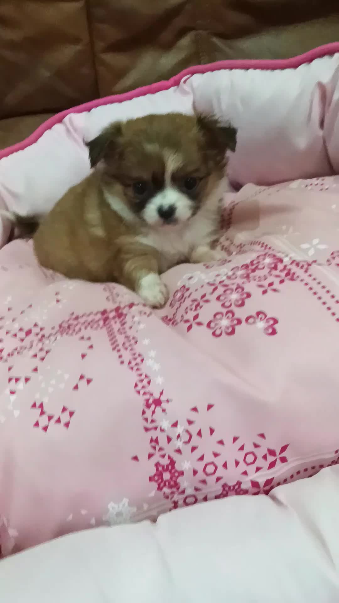 Chihuahua perros en venta: CHIHUAHUA TOY  - Video 1