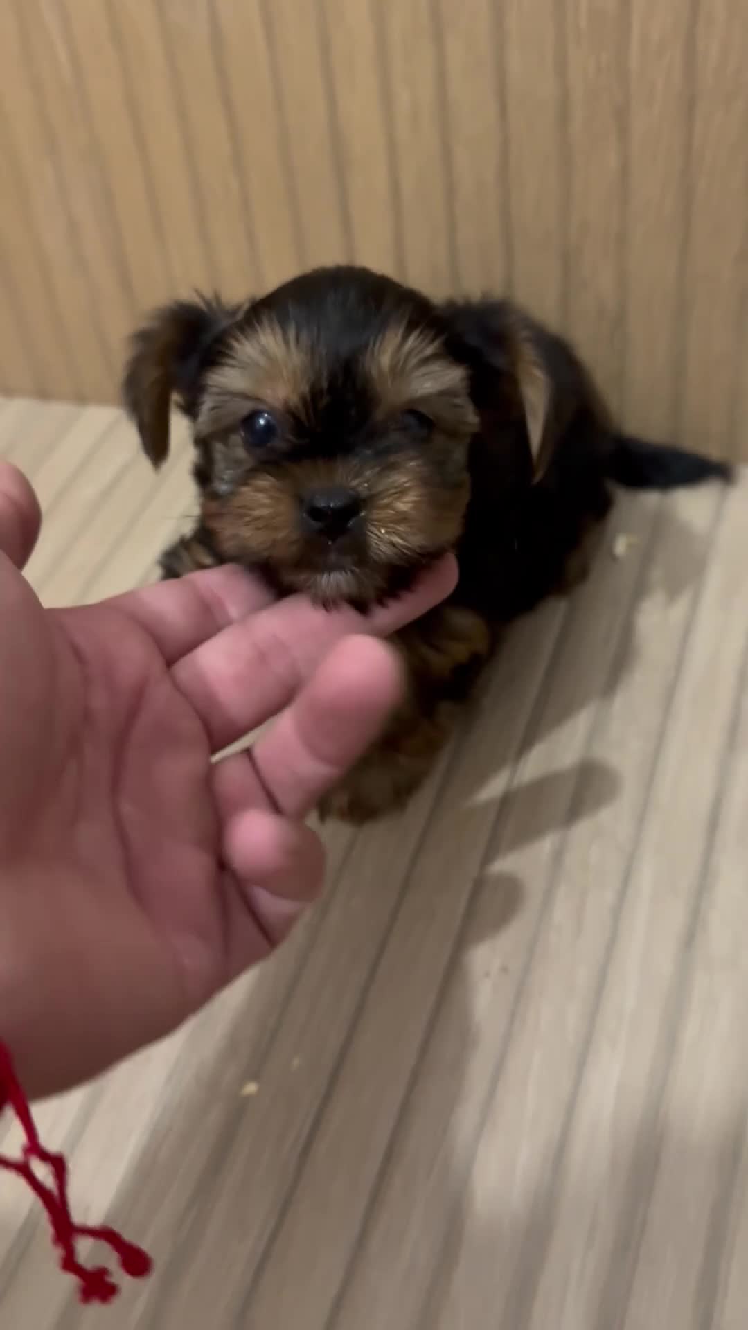 Yorkshire Terrier perros en venta: yorkshire  - Video 1