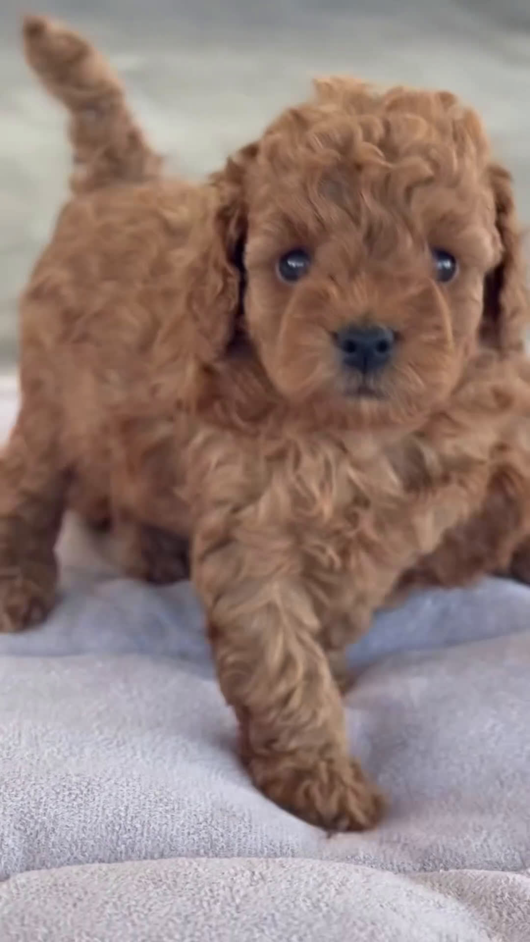 Caniche Toy perros en venta: 🐾 Atom – Caniche Toy rojo ❤️ - Video 1