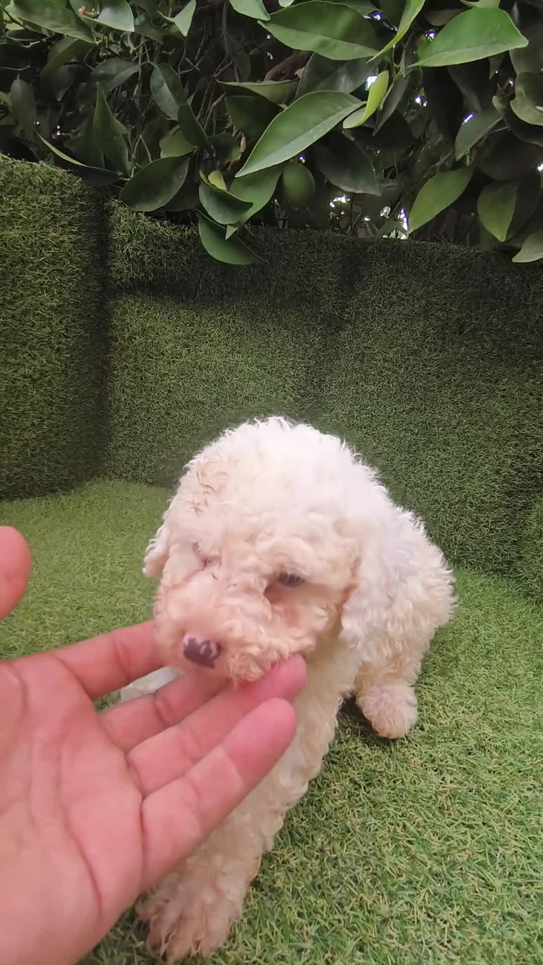 Perro de Agua Español perros en venta: preciosa camada perros agua  chocolates y blancos  - Video 1
